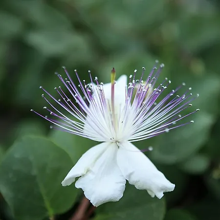 Degli Ulivi Апартаменты Таормина